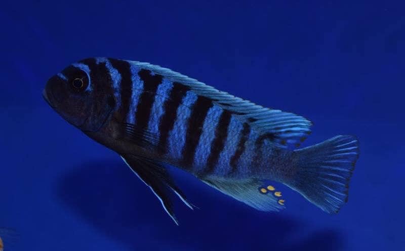 Maylandia zebra 'Narungu'